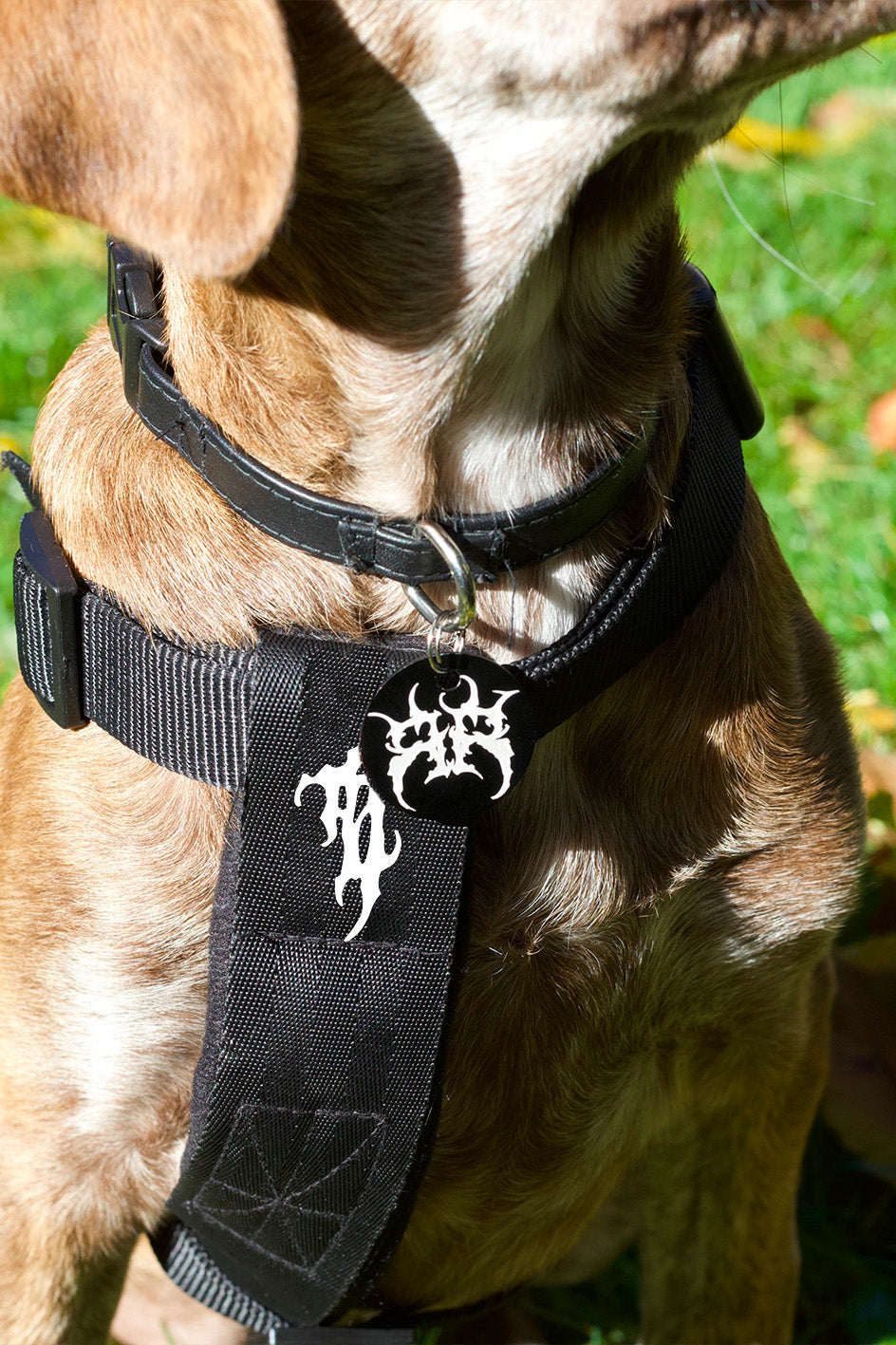 DOG TAG + COLLAR - BIZARRO